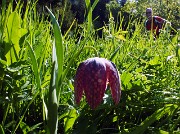 10 Fiore di fritillaria